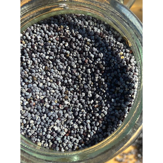 Graines de Pavot Bleu Bio