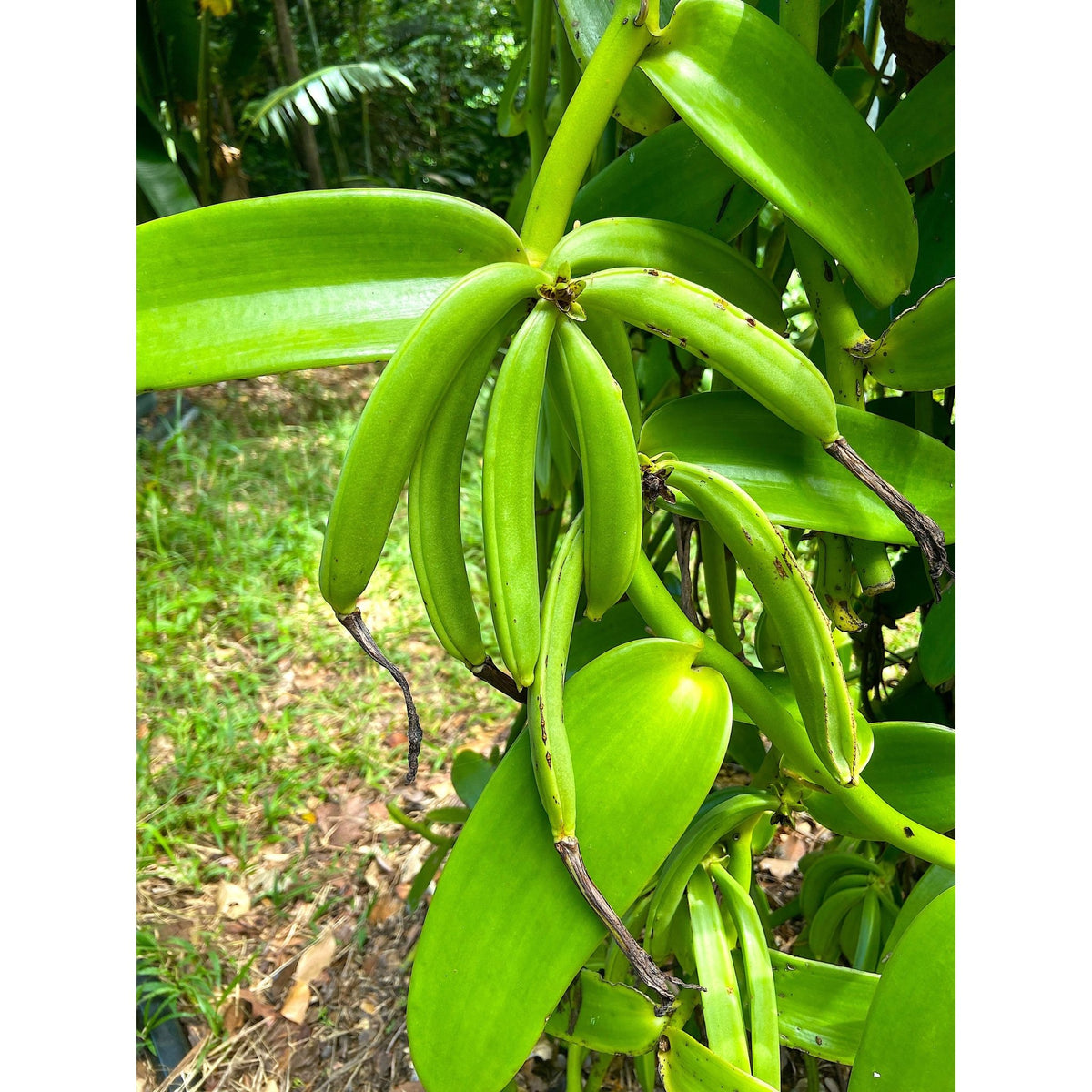 Gousses de Vanille XXL Pompona Grandiflora de Guadeloupe - Variété GWADA * Notes anisées, d'amandes douces et de Noix de Tonka * - SPICY CANDY®