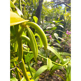 Gousses de Vanille XXL Pompona Grandiflora de Guadeloupe - Variété GWADA * Notes anisées, d'amandes douces et de Noix de Tonka *