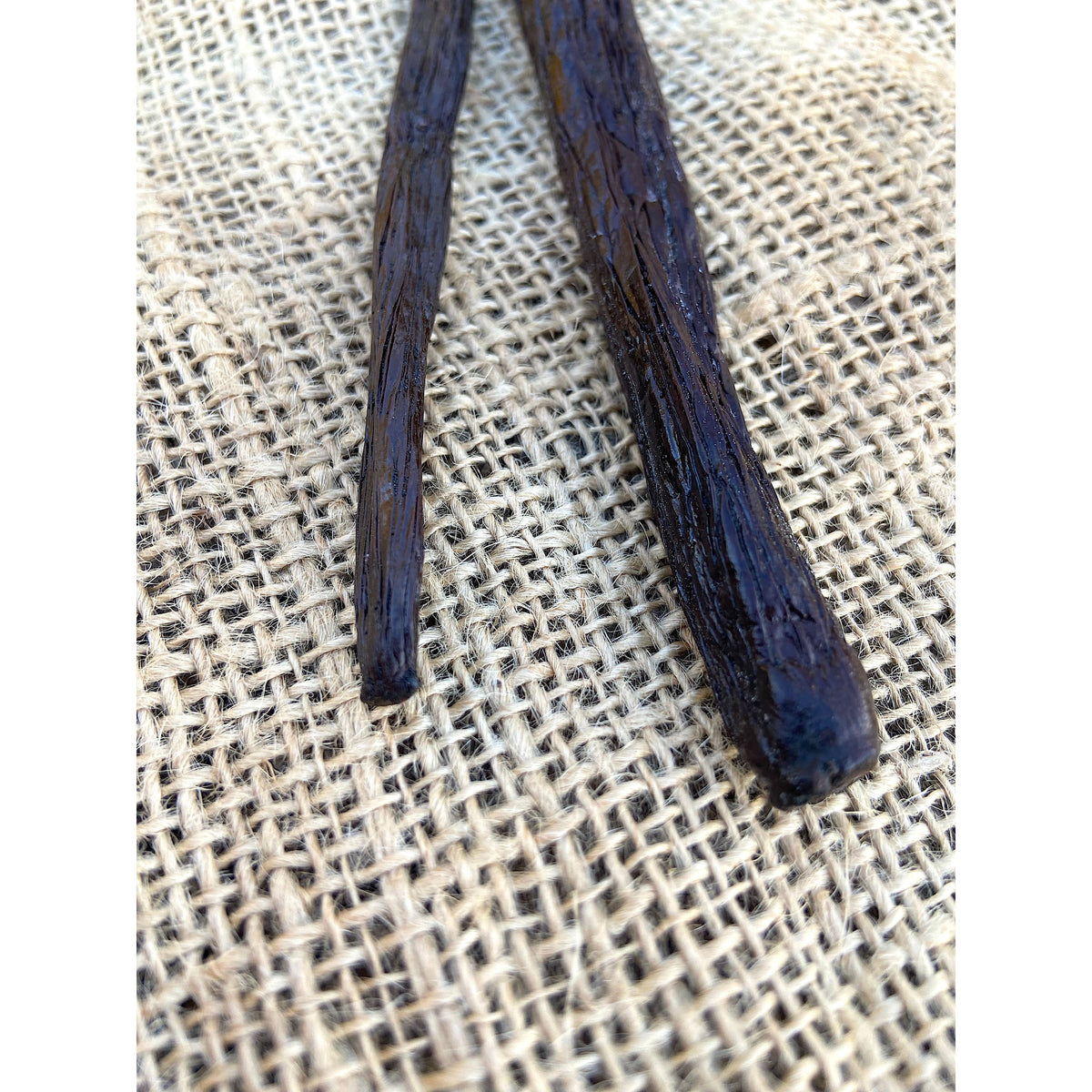 Vanille Pompona de Madagascar - 21cm - MADA