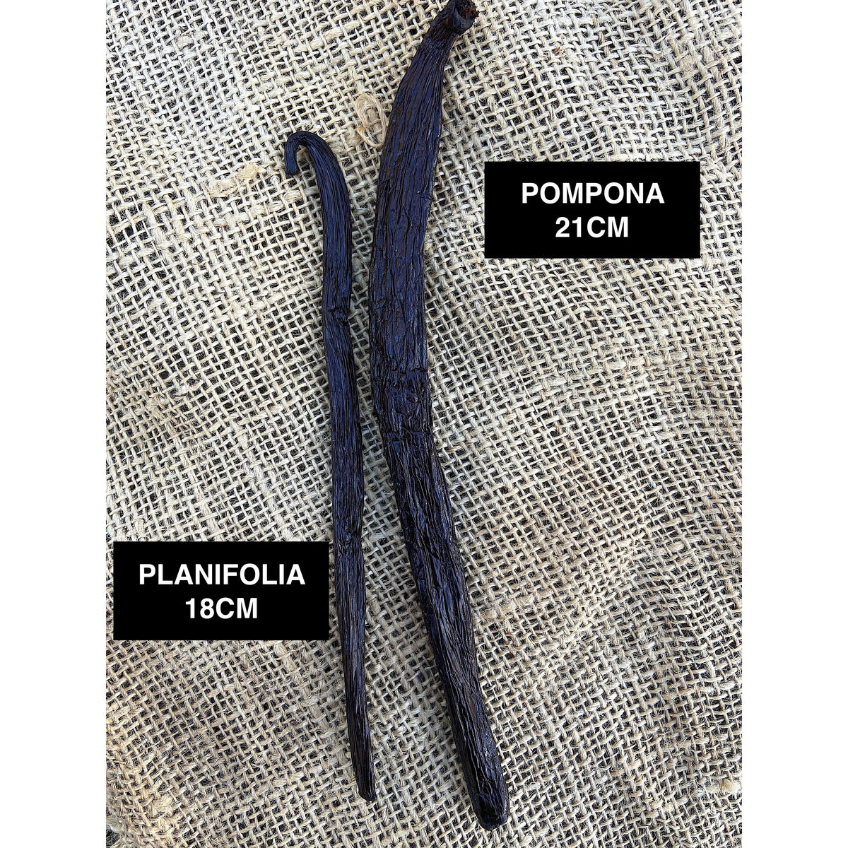 Vanille Pompona de Madagascar - 21cm - MADA