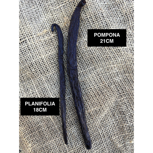 Vanille Pompona de Madagascar - 21cm - MADA