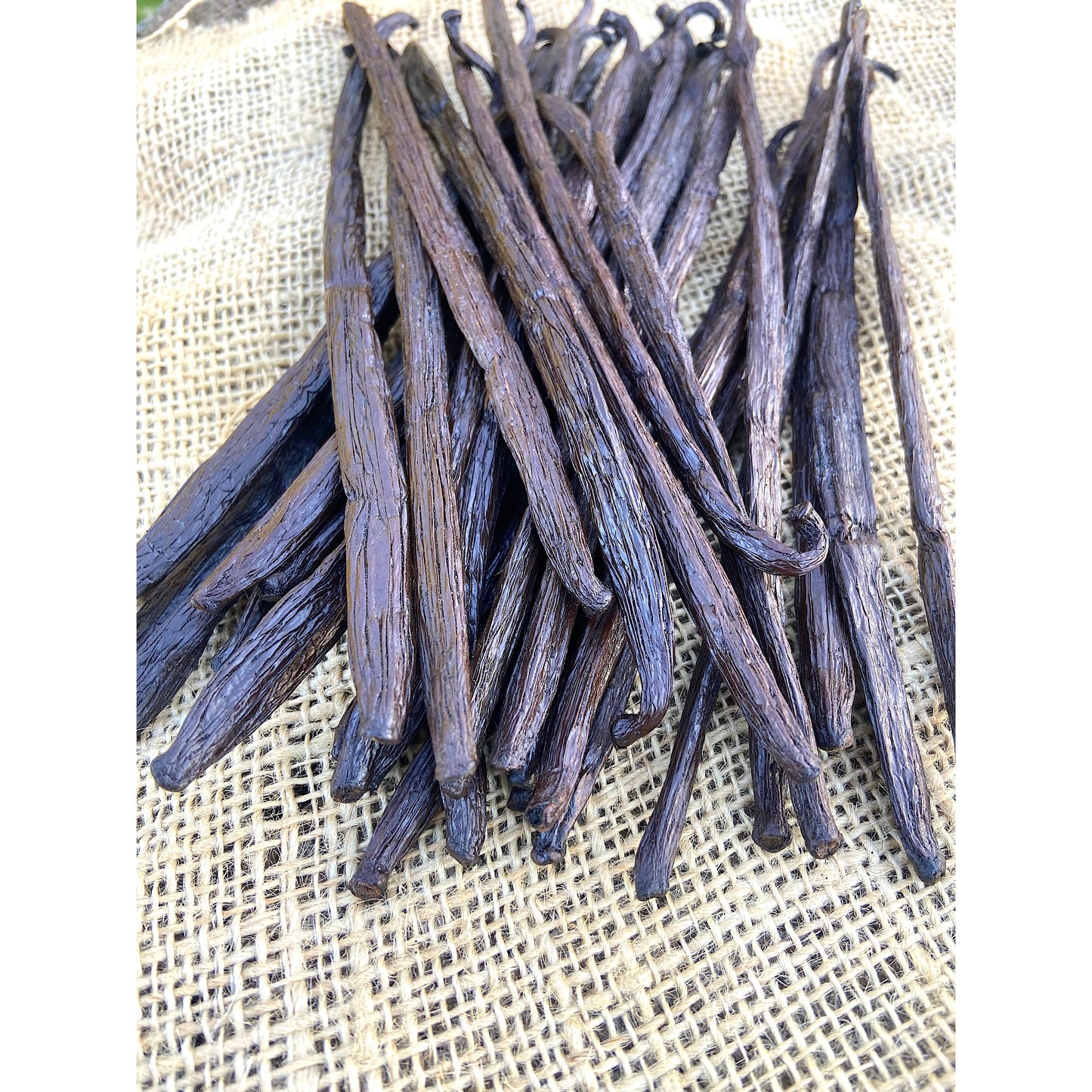 Madagascar Vanilla - 18cm - FIANA