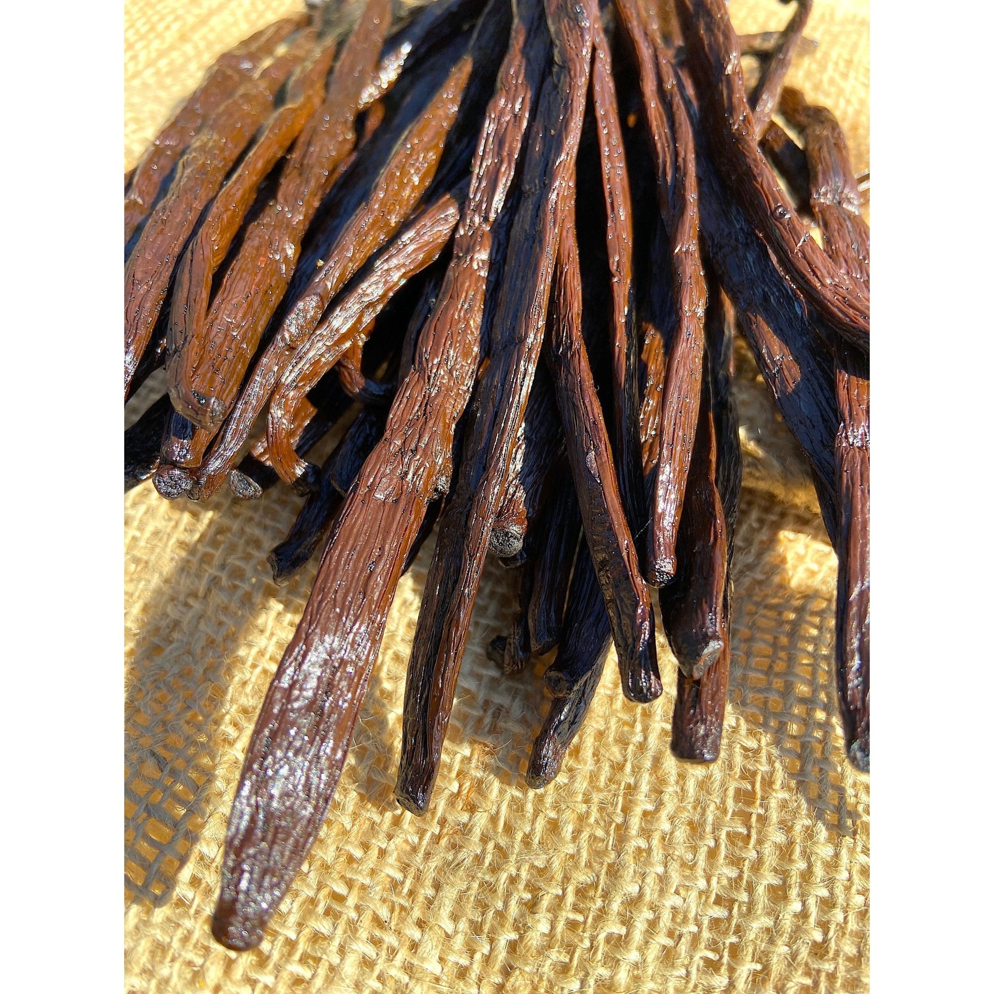 Gousses de Vanille de Madagascar +16cm - Variété TANANA * Notes cacaotées, goût de Prune * - SPICY CANDY®