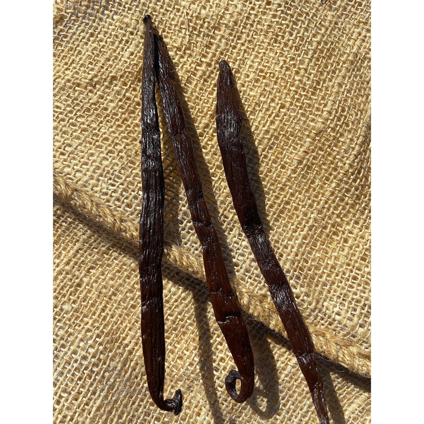 Gousses de Vanille de Madagascar +16cm - Variété TANANA * Notes cacaotées, goût de Prune * - SPICY CANDY®