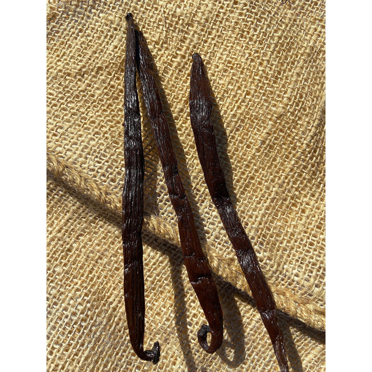 Gousses de Vanille de Madagascar +16cm - Variété TANANA * Notes cacaotées, goût de Prune * - SPICY CANDY®