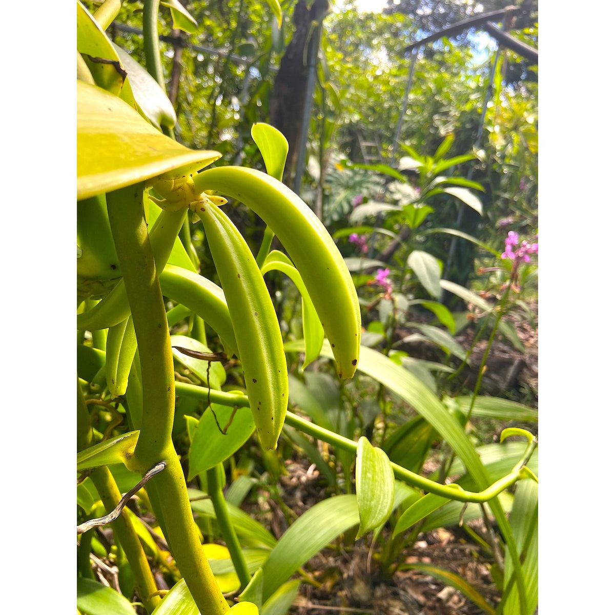 Gousses de Vanille XXL Pompona Grandiflora de Guadeloupe - Variété GWADA * Notes anisées, d'amandes douces et de Noix de Tonka * - SPICY CANDY®