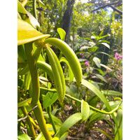Gousses de Vanille XXL Pompona Grandiflora de Guadeloupe - Variété GWADA * Notes anisées, d'amandes douces et de Noix de Tonka * - SPICY CANDY®